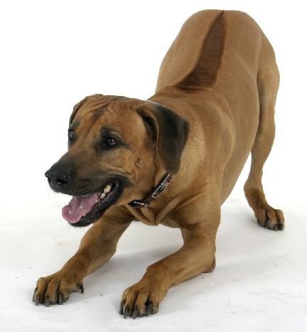 A dog image from https://images.dog.ceo/breeds/ridgeback-rhodesian/n02087394_4602.jpg