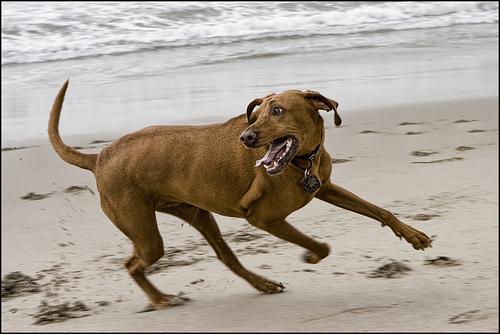 A dog image from https://images.dog.ceo/breeds/ridgeback-rhodesian/n02087394_4603.jpg