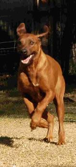 A dog image from https://images.dog.ceo/breeds/ridgeback-rhodesian/n02087394_5161.jpg