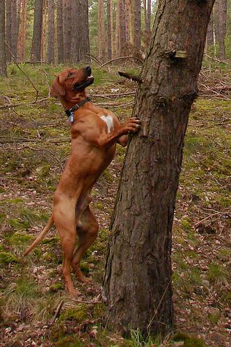 A dog image from https://images.dog.ceo/breeds/ridgeback-rhodesian/n02087394_5859.jpg