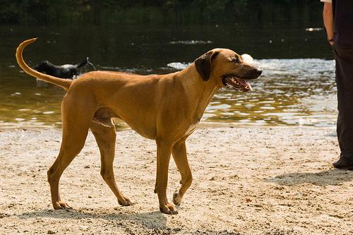 A dog image from https://images.dog.ceo/breeds/ridgeback-rhodesian/n02087394_681.jpg