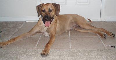 A dog image from https://images.dog.ceo/breeds/ridgeback-rhodesian/n02087394_6993.jpg