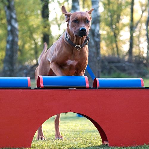 A dog image from https://images.dog.ceo/breeds/ridgeback-rhodesian/n02087394_7025.jpg