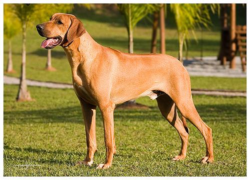 A dog image from https://images.dog.ceo/breeds/ridgeback-rhodesian/n02087394_7254.jpg