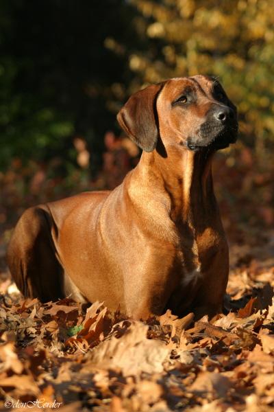 A dog image from https://images.dog.ceo/breeds/ridgeback-rhodesian/n02087394_7263.jpg