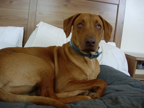 A dog image from https://images.dog.ceo/breeds/ridgeback-rhodesian/n02087394_7644.jpg