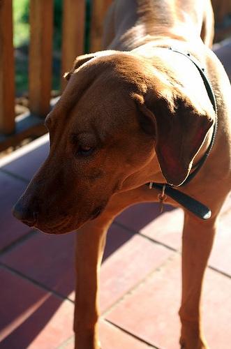 A dog image from https://images.dog.ceo/breeds/ridgeback-rhodesian/n02087394_8456.jpg