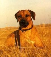 A dog image from https://images.dog.ceo/breeds/ridgeback-rhodesian/n02087394_8573.jpg