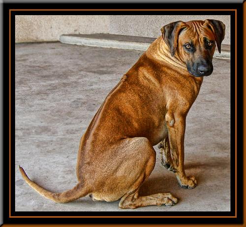 A dog image from https://images.dog.ceo/breeds/ridgeback-rhodesian/n02087394_8742.jpg