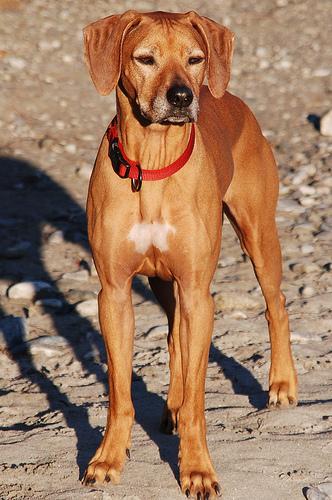 A dog image from https://images.dog.ceo/breeds/ridgeback-rhodesian/n02087394_8868.jpg