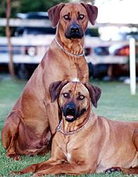 A dog image from https://images.dog.ceo/breeds/ridgeback-rhodesian/n02087394_9189.jpg