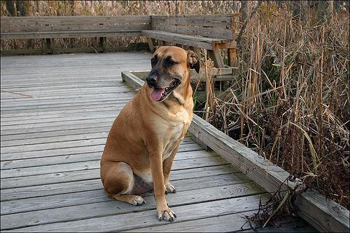 A dog image from https://images.dog.ceo/breeds/ridgeback-rhodesian/n02087394_9272.jpg