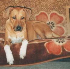 A dog image from https://images.dog.ceo/breeds/ridgeback-rhodesian/n02087394_9313.jpg