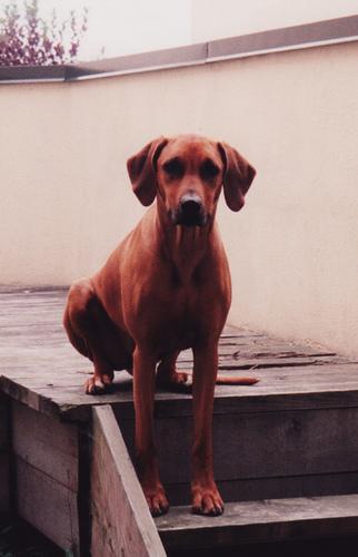 A dog image from https://images.dog.ceo/breeds/ridgeback-rhodesian/n02087394_9446.jpg