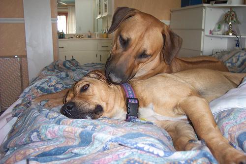 A dog image from https://images.dog.ceo/breeds/ridgeback-rhodesian/n02087394_9564.jpg