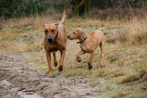 A dog image from https://images.dog.ceo/breeds/ridgeback-rhodesian/n02087394_9922.jpg