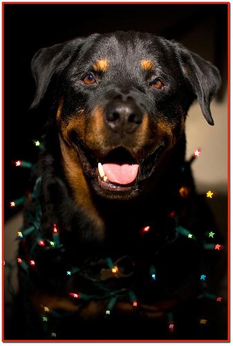 A dog image from https://images.dog.ceo/breeds/rottweiler/n02106550_10478.jpg