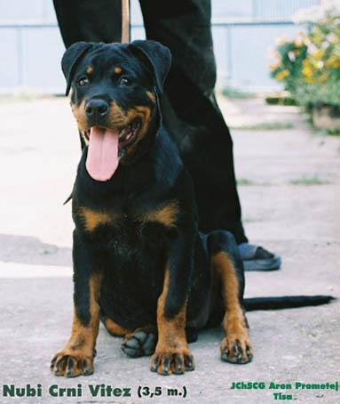 A dog image from https://images.dog.ceo/breeds/rottweiler/n02106550_10714.jpg