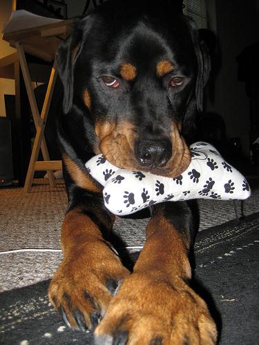 A dog image from https://images.dog.ceo/breeds/rottweiler/n02106550_11244.jpg