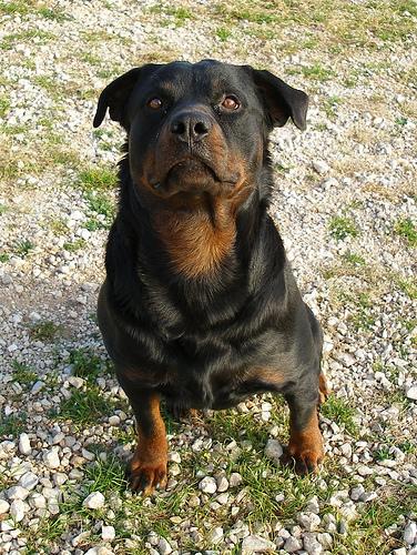 A dog image from https://images.dog.ceo/breeds/rottweiler/n02106550_11415.jpg