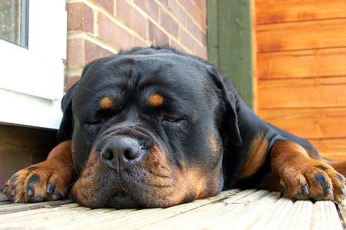 A dog image from https://images.dog.ceo/breeds/rottweiler/n02106550_11543.jpg