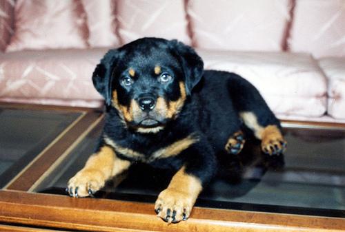 A dog image from https://images.dog.ceo/breeds/rottweiler/n02106550_11564.jpg