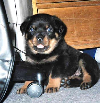 A dog image from https://images.dog.ceo/breeds/rottweiler/n02106550_12438.jpg