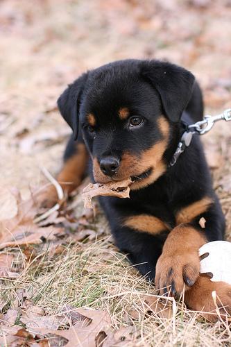 A dog image from https://images.dog.ceo/breeds/rottweiler/n02106550_12642.jpg