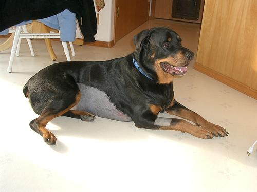 A dog image from https://images.dog.ceo/breeds/rottweiler/n02106550_12760.jpg