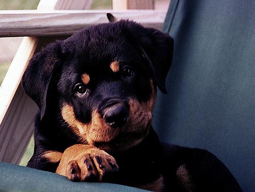 A dog image from https://images.dog.ceo/breeds/rottweiler/n02106550_13213.jpg