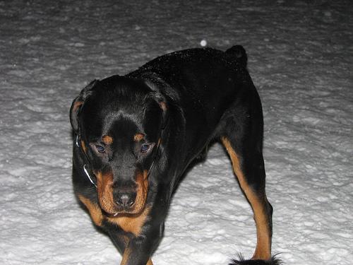 rottweiler