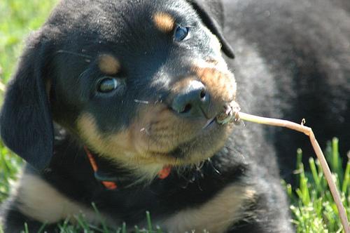 A dog image from https://images.dog.ceo/breeds/rottweiler/n02106550_1889.jpg