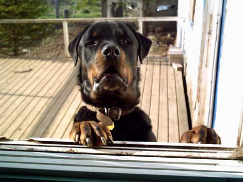 rottweiler