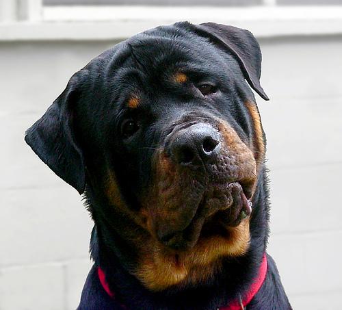 A dog image from https://images.dog.ceo/breeds/rottweiler/n02106550_2862.jpg