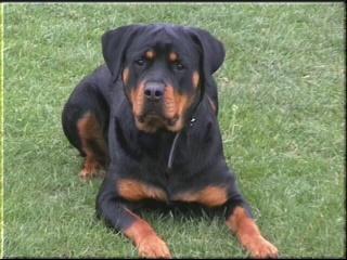 A dog image from https://images.dog.ceo/breeds/rottweiler/n02106550_3313.jpg