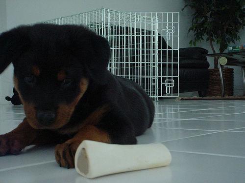 A dog image from https://images.dog.ceo/breeds/rottweiler/n02106550_3930.jpg