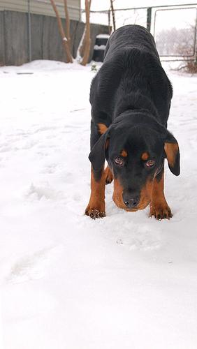 A dog image from https://images.dog.ceo/breeds/rottweiler/n02106550_4039.jpg