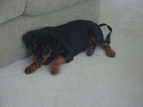 A dog image from https://images.dog.ceo/breeds/rottweiler/n02106550_4150.jpg