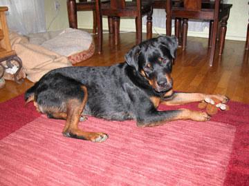 A dog image from https://images.dog.ceo/breeds/rottweiler/n02106550_4339.jpg