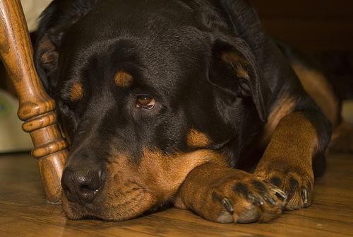 A dog image from https://images.dog.ceo/breeds/rottweiler/n02106550_4987.jpg