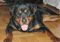 rottweiler