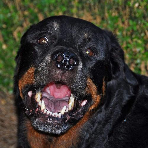 A dog image from https://images.dog.ceo/breeds/rottweiler/n02106550_5754.jpg