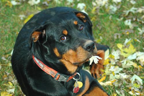 A dog image from https://images.dog.ceo/breeds/rottweiler/n02106550_6965.jpg