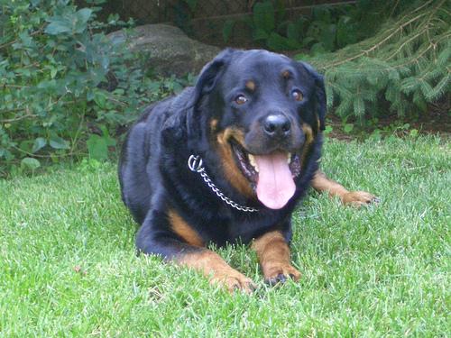 A dog image from https://images.dog.ceo/breeds/rottweiler/n02106550_8064.jpg