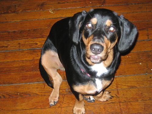 A dog image from https://images.dog.ceo/breeds/rottweiler/n02106550_8595.jpg