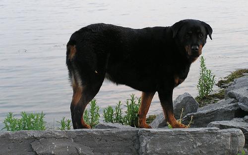 A dog image from https://images.dog.ceo/breeds/rottweiler/n02106550_9432.jpg