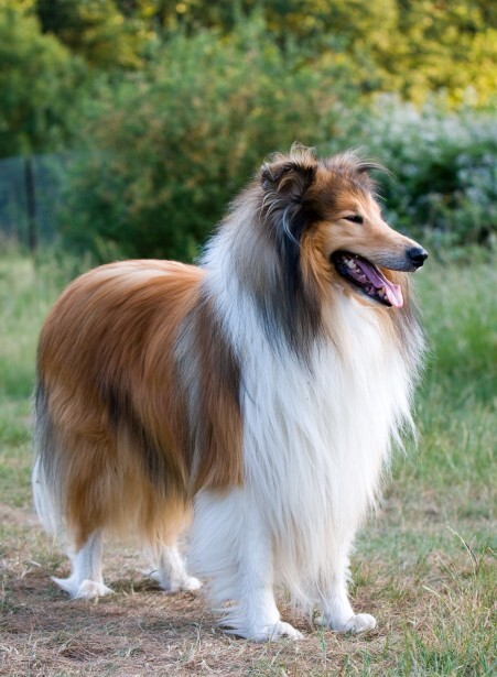 Collie Rough