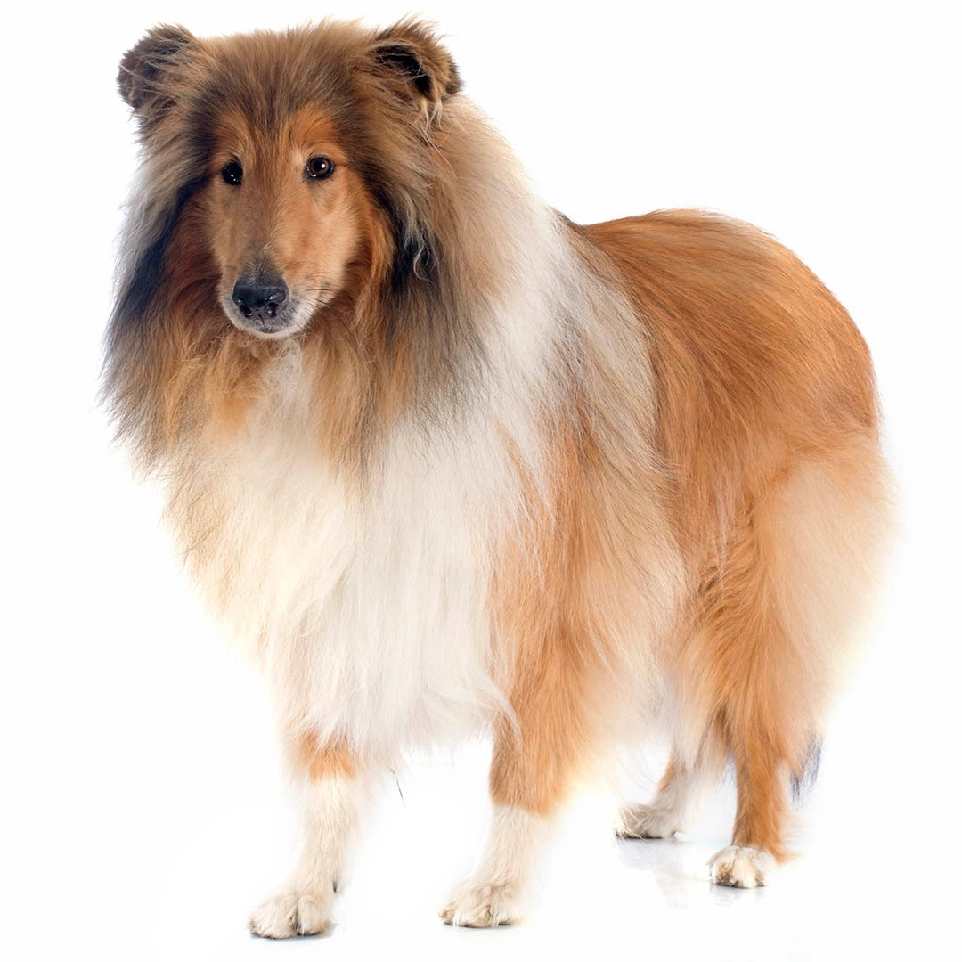 animal