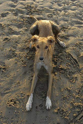 A dog image from https://images.dog.ceo/breeds/saluki/n02091831_10576.jpg