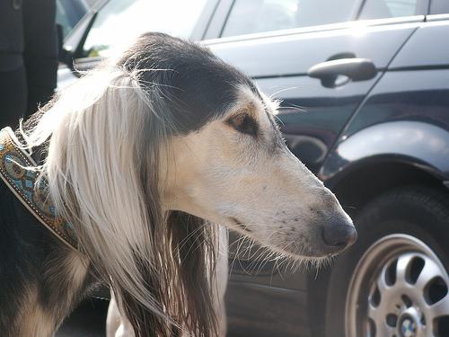 A dog image from https://images.dog.ceo/breeds/saluki/n02091831_10803.jpg